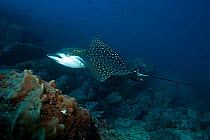 Pacific white-spotted Eagle Rays (Aetobatus laticeps) Galapagos Islands, East Pacific Ocean