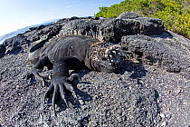 Marine iguanas (Amblyrhynchus cristatus) basking on volcanic rock, Punta Espinosa, Fernandina Island, Galapagos Islands, East Pacific Ocean.