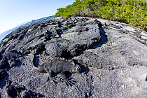 Marine iguanas (Amblyrhynchus cristatus) basking on volcanic rock, Punta Espinosa, Fernandina Island, Galapagos Islands, East Pacific Ocean.