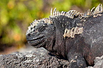 Marine iguana (Amblyrhynchus cristatus) profile, Punta Espinosa, Fernandina Island, Galapagos Islands, East Pacific Ocean.