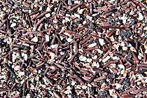 Remains of sea urchins and shells on beach, Punta Espinosa, Fernandina Island, Galapagos Islands, East Pacific Ocean