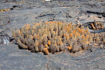 Lava cactus (Brachycereus nesioticus) Punta Espinosa, Fernandina Island, Galapagos Islands, East Pacific Ocean