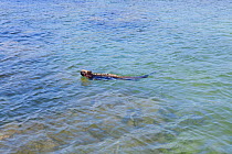 Marine iguana (Amblyrhynchus cristatus) at water surface, Punta Espinosa, Fernandina Island, Galapagos Islands, East Pacific Ocean