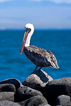 Brown pelican (Pelecanus occidentalis) North Seymour Island, Galapagos Islands,  East Pacific Ocean