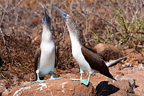 Blue-footed booby (Sula nebouxi) pair during courtship, North Seymour Island, Galapagos Islands, East Pacific Ocean