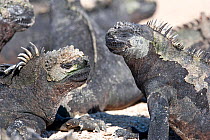 Marine iguana (Amblyrhynchus cristatus) Punta Espinosa, Fernandina Island, Galapagos Islands, East Pacific Ocean