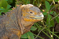 Galapagos land iguana (Conolophus subcristatus) Urbina Bay, Isabela Island, Galapagos Islands.