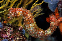 Pacific seahorse (Hippocampus ingens) Galapagos Islands, East Pacific Ocean.