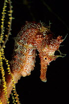 Pacific seahorse (Hippocampus ingens) Galapagos Islands,  East Pacific Ocean