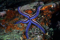 Blue sea star (Phataria unifascialis) Galapagos Islands, East Pacific Ocean