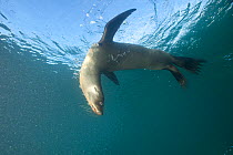 Galapagos sea lion (Zalophus californianus) in water. Galapagos Islands, East Pacific Ocean.