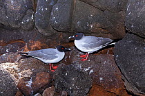 Pair of Swallow-tailed gulls (Creagrus furcatus) North Seymour Island, Galapagos Islands, East Pacific Ocean.