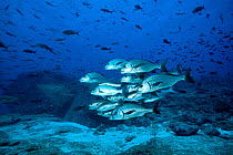 Shoal of Galapagos grunt (Orthopristis forbesi) Galapagos Islands, East Pacific Ocean.