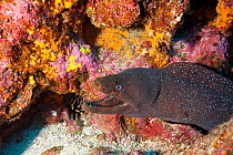 Fine spotted moray (Gymnothorax dovii) Darwin island, Galapagos Islands, East Pacific Ocean.