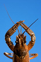 North American crayfish (Orconectes limosus) out of water, held against sky, Lake Lugano, Ticino, Switzerland