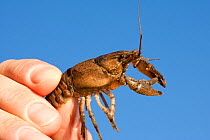 North American crayfish (Orconectes limosus) held in human hand, Lake Lugano, Ticino, Switzerland, October.
