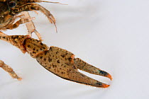 North American crayfish (Orconectes limosus), claw detail, Lake Lugano, Ticino, Switzerland
