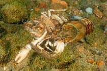North American crayfish (Orconectes limosus) pair mating, Lake Lugano, Ticino, Switzerland, November.