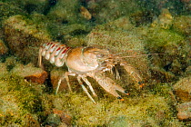 North American crayfish (Orconectes limosus), Lake Lugano, Ticino, Switzerland