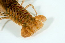 North American crayfish (Orconectes limosus) close up of tail, Lake Lugano, Ticino, Switzerland