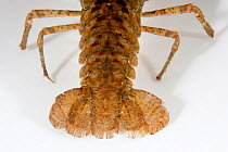 North American crayfish (Orconectes limosus) tail, Lugano lake, Ticino, Switzerland, November.