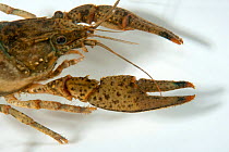 North American crayfish (Orconectes limosus) claws. Lake Lugano, Ticino, Switzerland, November.