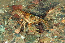 North American crayfish (Orconectes limosus), Lake Lugano, Ticino, Switzerland, November.