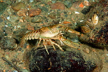 North American crayfish (Orconectes limosus), Lake Lugano, Ticino, Switzerland, November.
