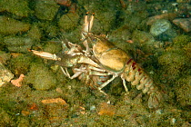North American crayfish (Orconectes limosus) pair mating, Lake Lugano, Ticino, Switzerland