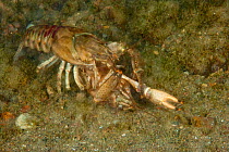 North American crayfish (Orconectes limosus) pair mating, Lake Lugano, Ticino, Switzerland, November.