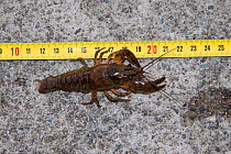 North American crayfish (Orconectes limosus) next to tape measure to show  size, Lugano Lake, Ticino, Switzerland, December.