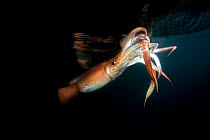 Humboldt squid (Dosidicus gigas) at night off Loreto, Sea of Cortez, Baja California, Mexico, East Pacific Ocean.