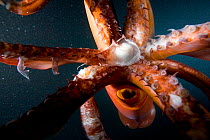 Beak and tentacles of Humboldt squid (Dosidicus gigas) at night off Loreto, Sea of Cortez, Baja California, Mexico, East Pacific Ocean.