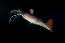 Scuba diver and Humboldt squid (Dosidicus gigas) at night off Loreto, Sea of Cortez, Baja California, Mexico, East Pacific Ocean. August 2007.