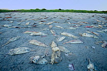Mass stranding of Humboldt squid (Dosidicus gigas) on shore of Baja California, Mexico, East Pacific Ocean. These mass strandings are thought to be caused by 'red tides' or build ups of toxic algae.