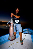 Sport fisherman with Humboldt squid (Dosidicus gigas) , hand caught at night off Santa Rosalia, Sea of Cortez, Baja California, Mexico, East Pacific Ocean.