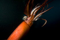 Humboldt squid (Dosidicus gigas) eating  another squid of the same species, cannibalism, at night off Loreto, Sea of Cortez, Baja California, Mexico, East Pacific Ocean.