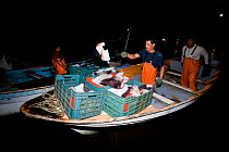 Mexican fisherman discharging  Humboldt squid (Dosidicus gigas) catch, hand caught at night off Santa Rosalia, Sea of Cortez, Baja California, Mexico, East Pacific Ocean. August 2007.
