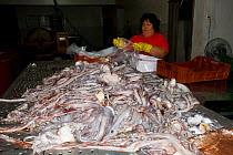 Fisherman processing Humboldt squid (Dosidicus gigas) catch, hand caught at night off Santa Rosalia, Sea of Cortez, Baja California, Mexico, East Pacific Ocean. August 2007.