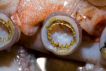 Toothed suckers on tentacles of Humboldt squid (Dosidicus gigas)  Santa Rosalia, Sea of Cortez, Baja California, Mexico, East Pacific Ocean.