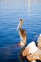 Brown pelican (Pelecanus occidentalis) Loreto, Sea of Cortez, Baja California, Mexico, East Pacific Ocean.