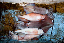 Humboldt squid (Dosidicus gigas) catch,  hand caught at night off Santa Rosalia, Sea of Cortez, Baja California, Mexico, East Pacific Ocean.