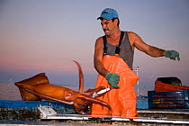 Mexican fisherman holds up a Humboldt squid (Dosidicus gigas) hand caught at night off Santa Rosalia, Sea of Cortez, Baja California, Mexico, East Pacific Ocean. August 2007.