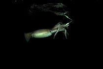 Humboldt squid (Dosidicus gigas) attracted to 'squid jig' bait, Loreto, Sea of Cortez, Baja California, Mexico, East Pacific Ocean.