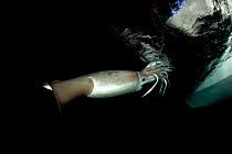 Humboldt squid (Dosidicus gigas) under the boat, at night off Loreto, Sea of Cortez, Baja California, Mexico, East Pacific Ocean.