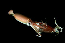 Humboldt squid (Dosidicus gigas) cannibalising another squid of the same species at night off Loreto, Sea of Cortez, Baja California, Mexico, East Pacific Ocean.