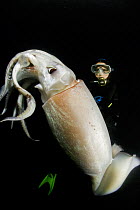 Scuba diver and Humboldt squid (Dosidicus gigas) at night off Loreto, Sea of Cortez, Baja California, Mexico, East Pacific Ocean. August 2007.