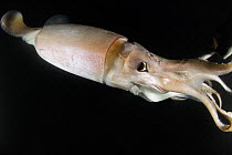Humboldt squid (Dosidicus gigas) at night off Loreto, Sea of Cortez, Baja California, Mexico, East Pacific Ocean.