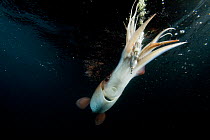Humboldt squid (Dosidicus gigas) attracted to 'squid jig' bait which glows at night off Loreto, Sea of Cortez, Baja California, Mexico, East Pacific Ocean.