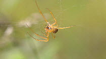Male Garden spider (Araneus)  attaching silk to prey, England, UK, September.